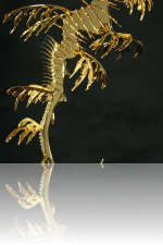 Leafy Sea Dragon (Skulptur) Kunstschmied Mark Prouse
