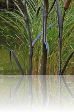 Forged Bullrushes (mark Prouse Kunstschmied)